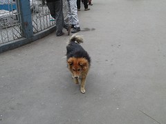 Hondje