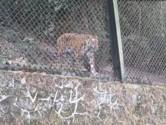 Royal Bengal Tiger