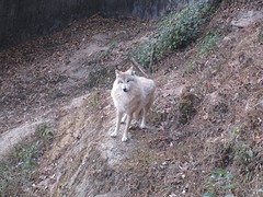 Himalayan wolf