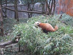 Rode panda