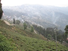 Theevelden in Darjeeling