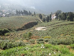 Theevelden in Darjeeling