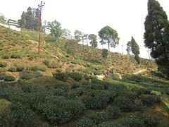 Theevelden in Darjeeling
