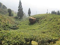 Theevelden in Darjeeling