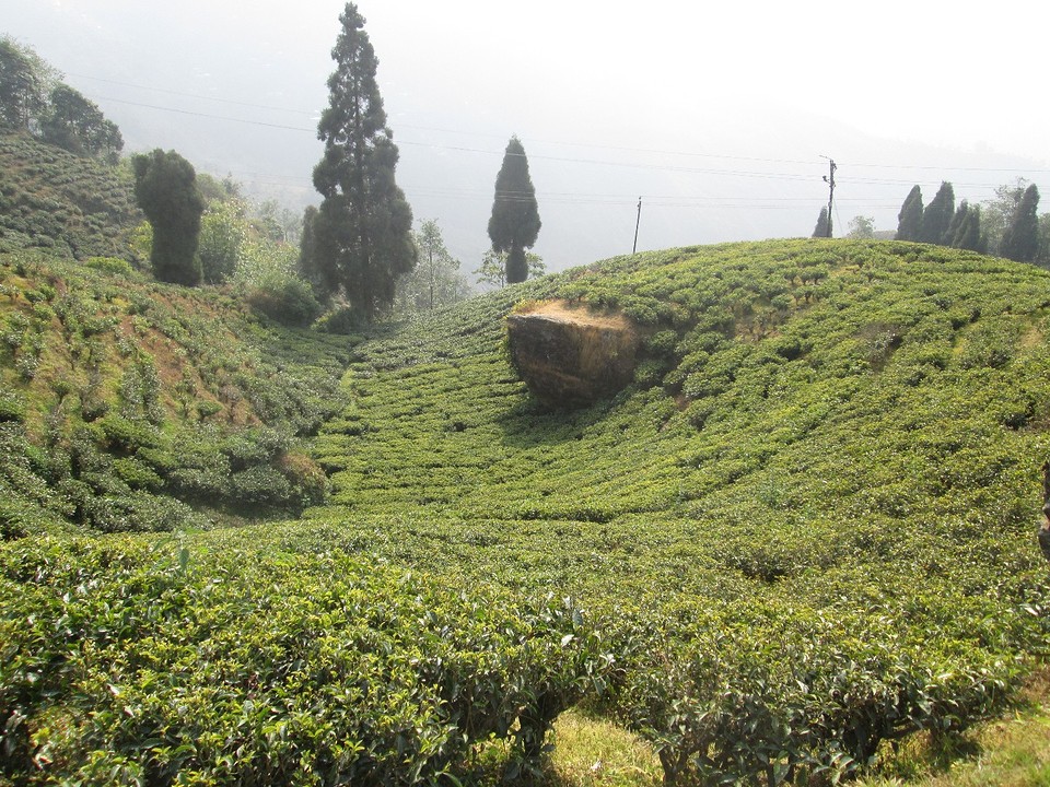 Theevelden in Darjeeling