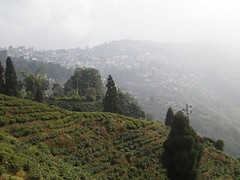 Theevelden in Darjeeling