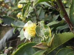 Theebloemetje