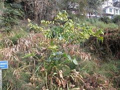 Botanische tuin Darjeeling