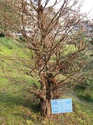 Botanische tuin Darjeeling