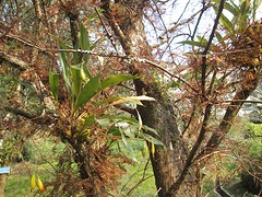 Botanische tuin Darjeeling