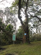Botanische tuin Darjeeling