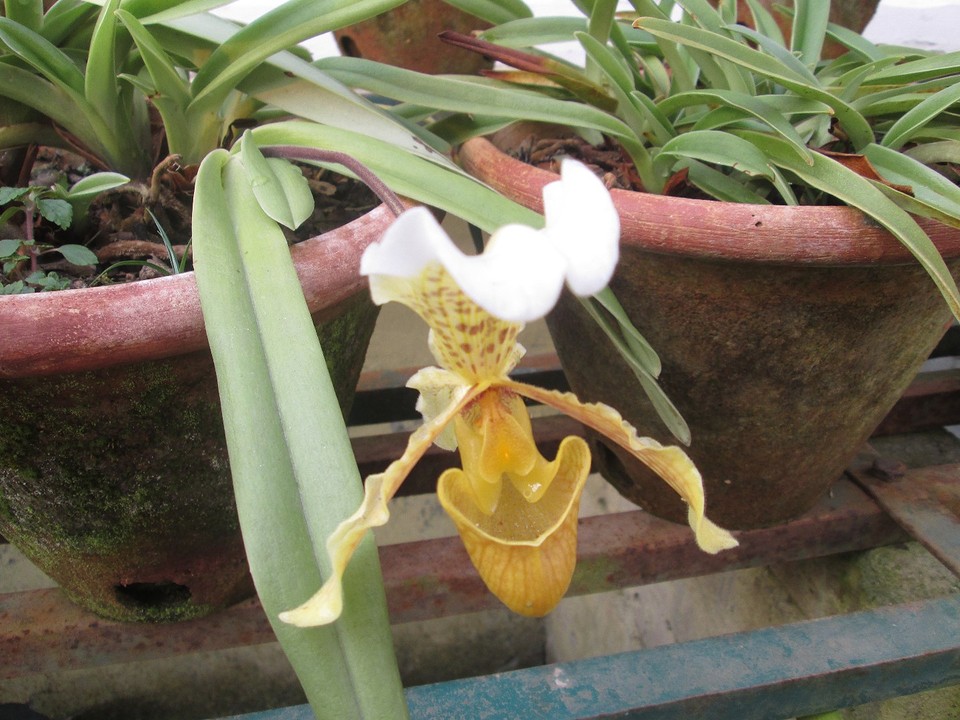 Botanische tuin Darjeeling
