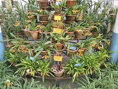 Botanische tuin Darjeeling