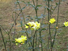 Botanische tuin Darjeeling