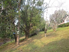 Botanische tuin Darjeeling