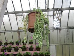 Botanische tuin Darjeeling