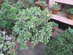 Botanische tuin Darjeeling