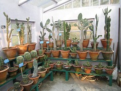 Botanische tuin Darjeeling