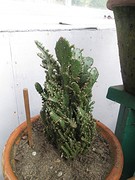 Botanische tuin Darjeeling