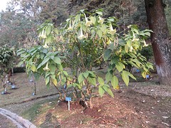 Botanische tuin Darjeeling