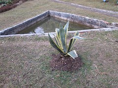 Botanische tuin Darjeeling