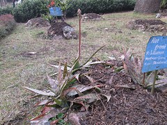 Botanische tuin Darjeeling