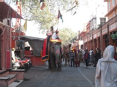 Olifant