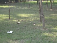 Eekhoorntjes in Sarnath