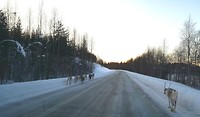 Rudolph weer op weg