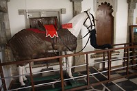 Paard met het idee dat ie een olifant is