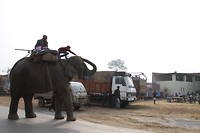 Geen beren op de weg zien svp