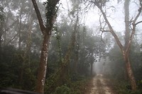 Mist in de ochtend