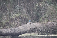 Blue bird
