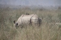 Rhino met onderhoudsploeg