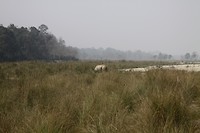 Rhino in het gras (dat hij eet)