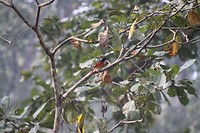 Red bird