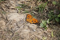 Vlinder...met ogen