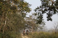 Ja je kan de tocht (kleiner) ook op de olifant maken
