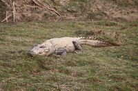 Kroko die wel mensen lust, de visetende is zeldzaam geworden en wordt gefokt