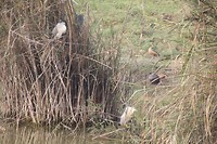 Rijgers in het riet