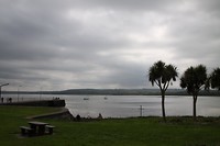 Palmen in Ierland? Zeker niet te weinig ook