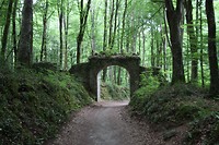 Bos van de camping