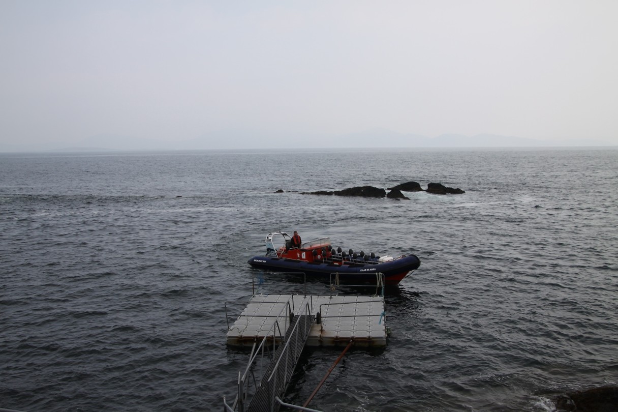 De boot naar de haaien
