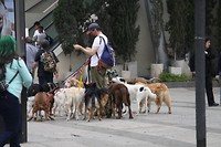 Meer honden aan de lijn houden is hier werk