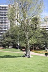 Park, heerlijk pauze nemen tegen de boom
