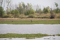 Visser in de rivier
