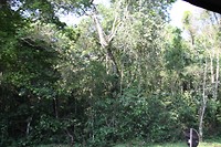 Oerwoud langs de weg
