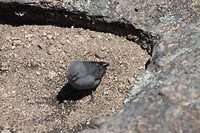 Grijze mus? nikservan, bijzondere vogel in de Andes