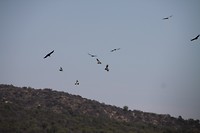 Roofvogels wachtend op ....?