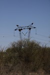 Vogelnesten met hoge voltage aansluitingen?